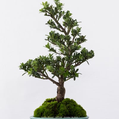 綠鑽羅漢松｜GPP5093