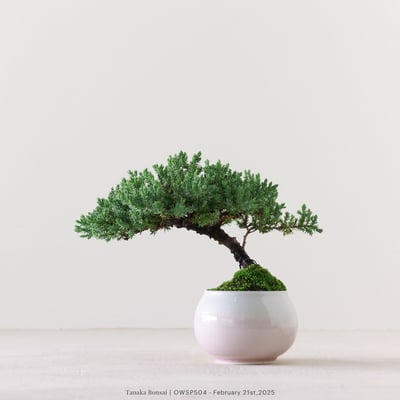 【官網限定】珍珠柏｜OWSP5044