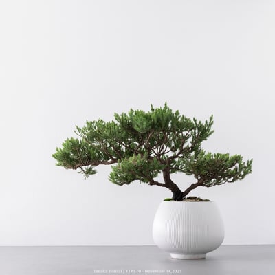 台灣真柏｜TTP5707