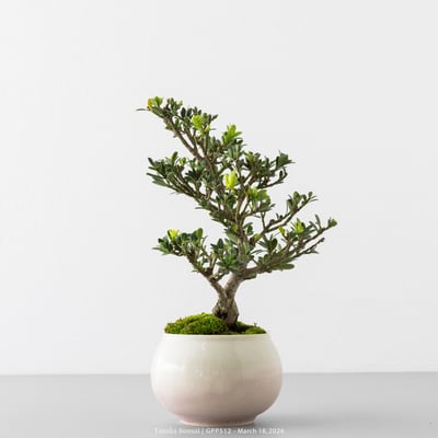 綠鑽羅漢松｜GPP5125