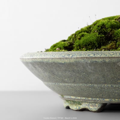 紀州真柏｜TP7899