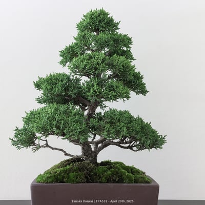 紀州真柏｜TPA5322