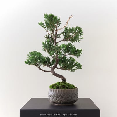 台灣真柏｜TTP5425