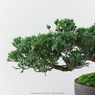 【官網限定】台灣真柏｜OWTTP5012