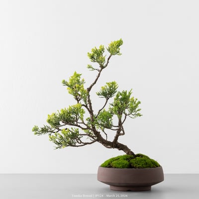 系魚川真柏｜IP5245