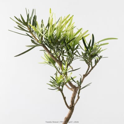 虎斑羅漢松｜FP5322