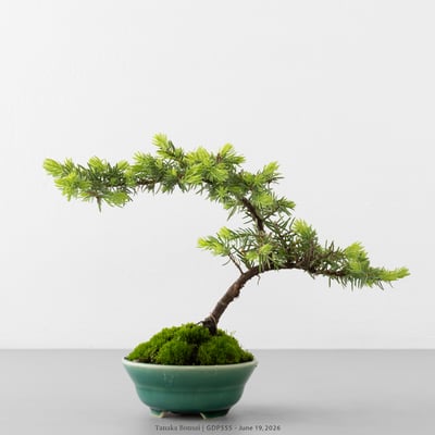 黃金杜松｜GDP5556