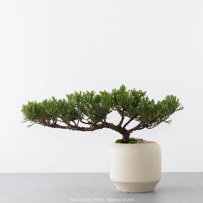 台灣真柏｜TTP5727