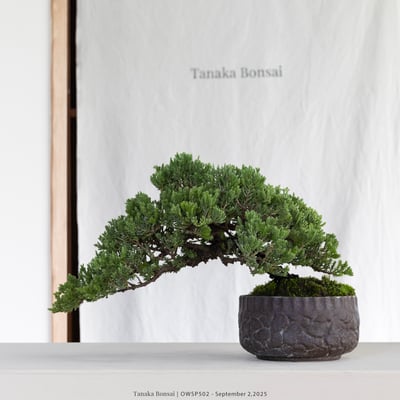 【官網限定】珍珠柏｜OWSP5026