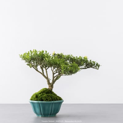 雀舌黃楊｜BHP5256