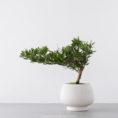 晶鑽羅漢松｜FP5307