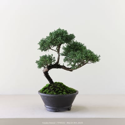 紀州真柏｜TPA5226