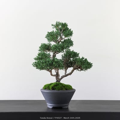 紀州真柏｜TPA5276