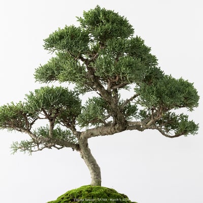 紀州真柏｜TP7897