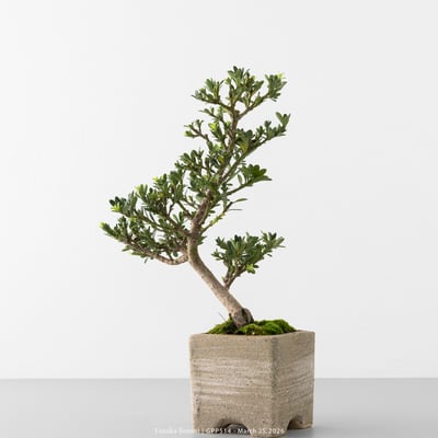 綠鑽羅漢松｜GPP5148