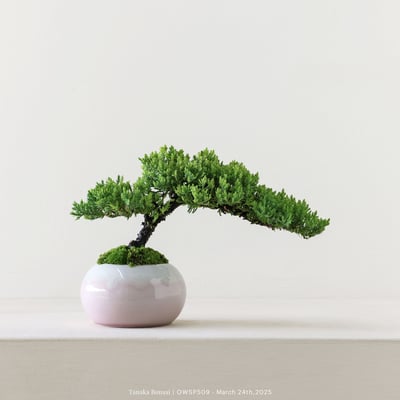 【官網限定】珍珠柏｜OWSP5091