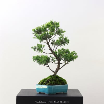 系魚川真柏｜IP5152