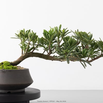 晶鑽羅漢松｜YPP5012