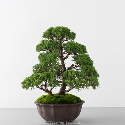 紀州真柏｜TPB5024