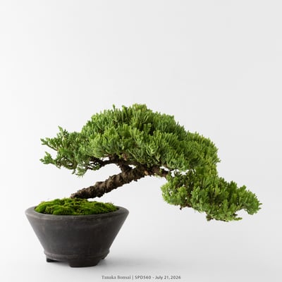 珍珠柏｜SPD5604
