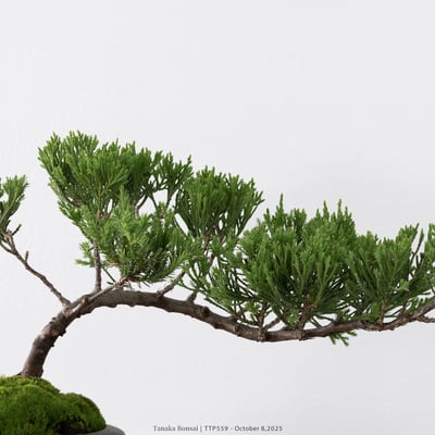 台灣真柏｜TTP5593