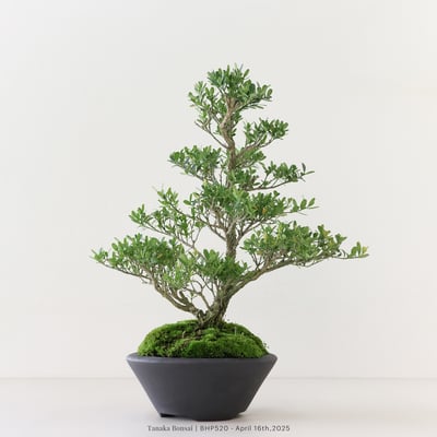 雀舌黃楊｜BHP5206