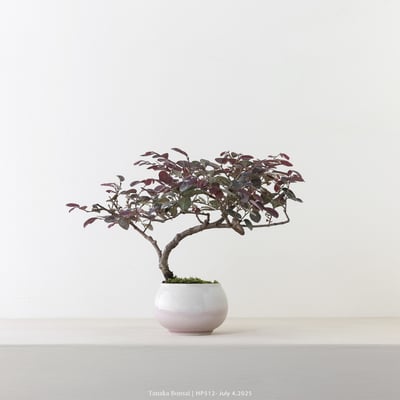 紅花繼木｜HP5123