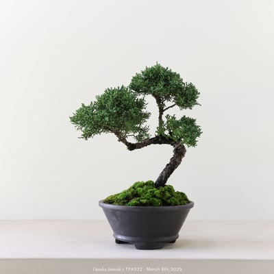 紀州真柏｜TPA5224