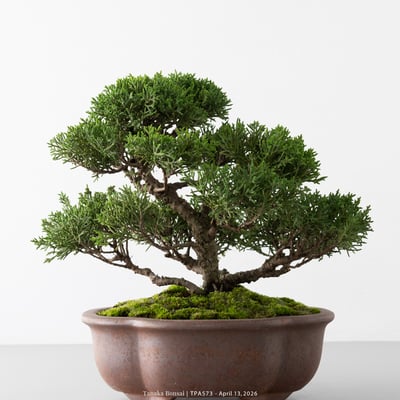 紀州真柏｜TPA5737