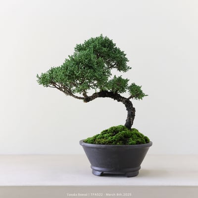 紀州真柏｜TPA5222