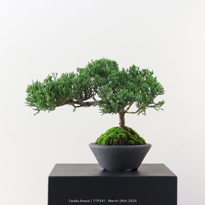 台灣真柏｜TTP5414