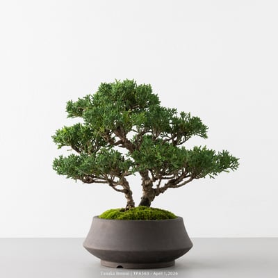 紀州真柏｜TPA5635