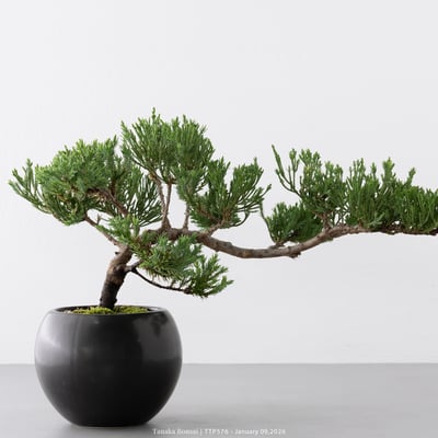 台灣真柏｜TTP5762