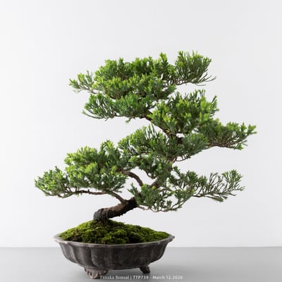 臺灣真柏｜TTP7398