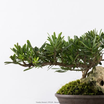 晶鑽羅漢松｜FP5299