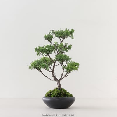 系魚川真柏｜IP5215