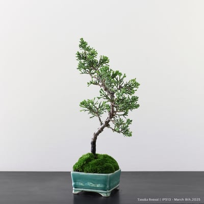 系魚川真柏｜IP5136