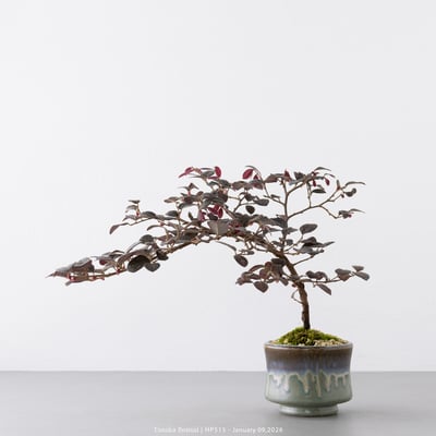 紅花繼木｜HP5155