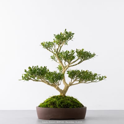 雀舌黃楊｜BHP5261