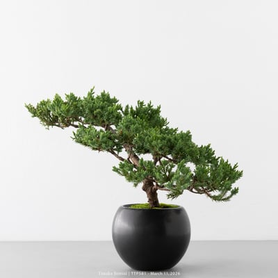 臺灣真柏｜TTP5814