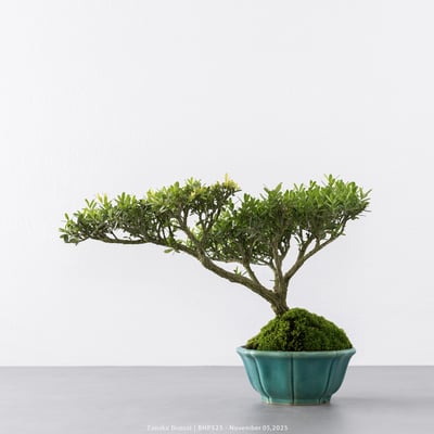 雀舌黃楊｜BHP5258