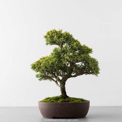 紀州真柏｜TPA5695