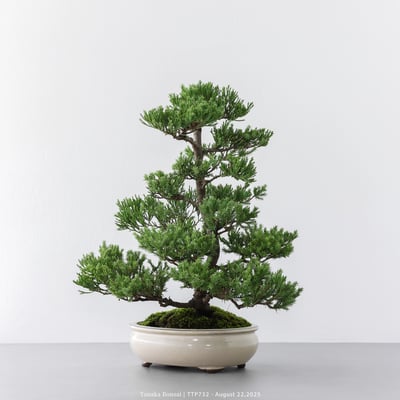 台灣真柏｜TTP7322