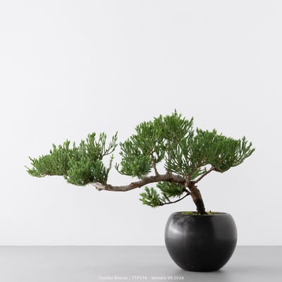 台灣真柏｜TTP5765