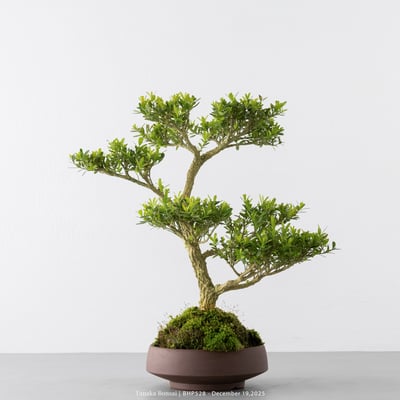 雀舌黃楊｜BHP5289