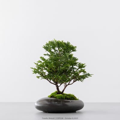 日本青檜｜COP5383