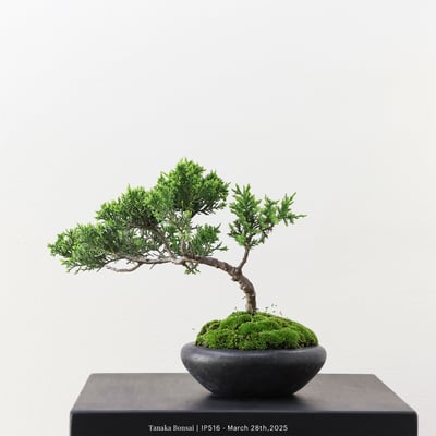 系魚川真柏｜IP5164