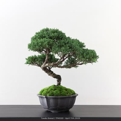 紀州真柏｜TPA5305