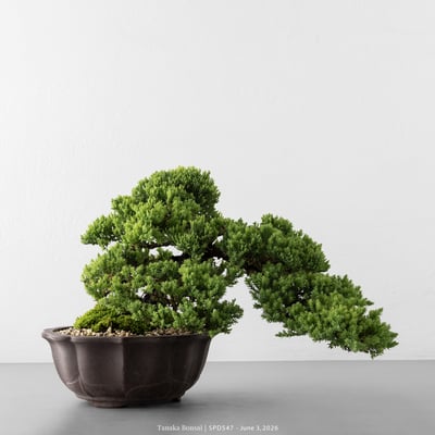 珍珠柏｜SPD5475