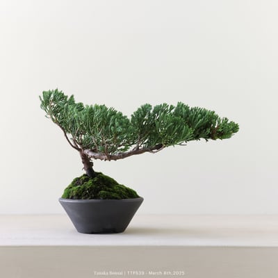 台灣真柏｜TTP5395